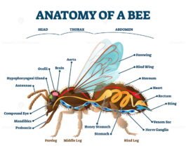 Anatomy of bee with inner organs educational scheme vector illustration ...