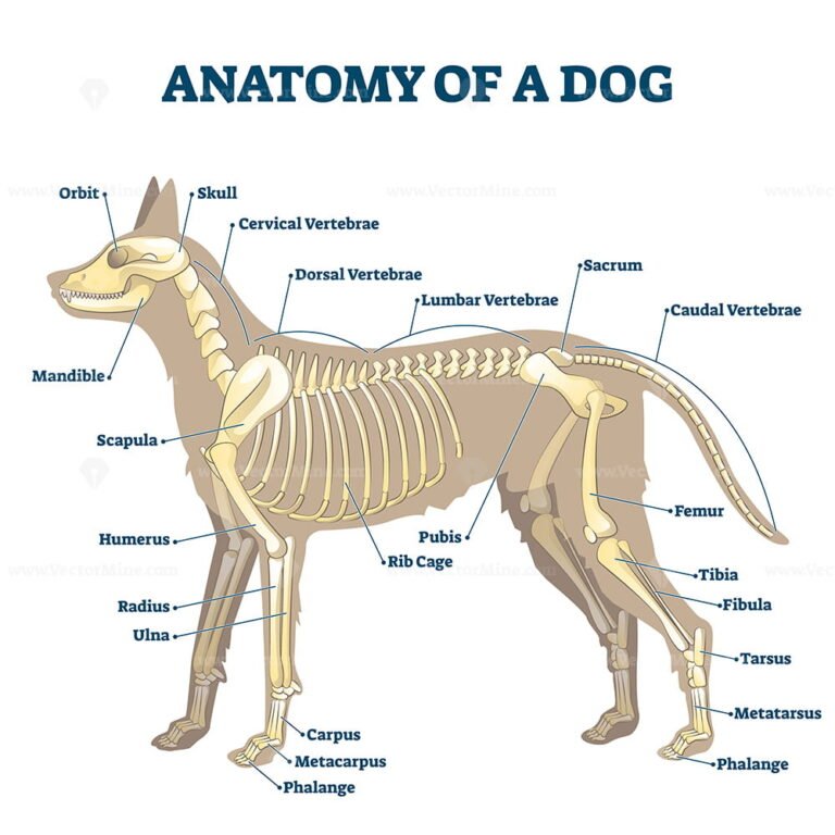 Anatomy of dog paw structure with forelimb and hindlimb vector