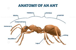 Ant Anatomical Structure Vector Illustration – Vectormine