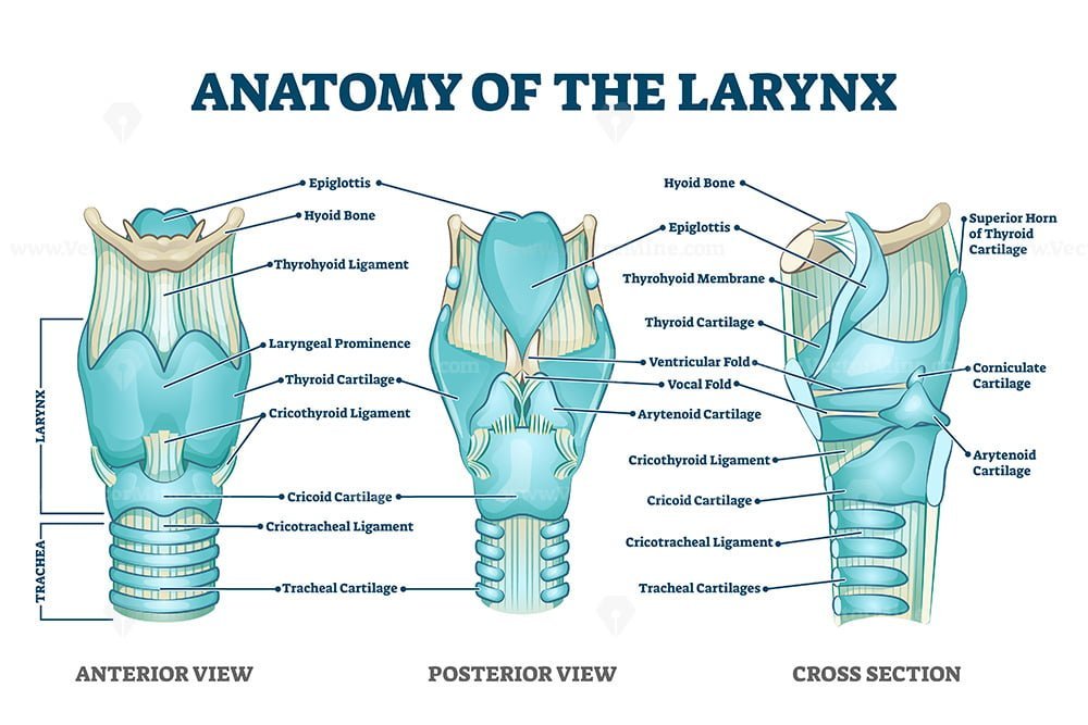 Larynx anatomy with labeled structure scheme and educational medical