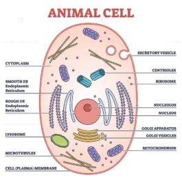 Animal cell with labeled anatomic structure parts diagram outline ...