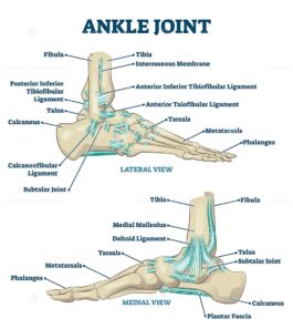 Ankle joint vector illustration - VectorMine