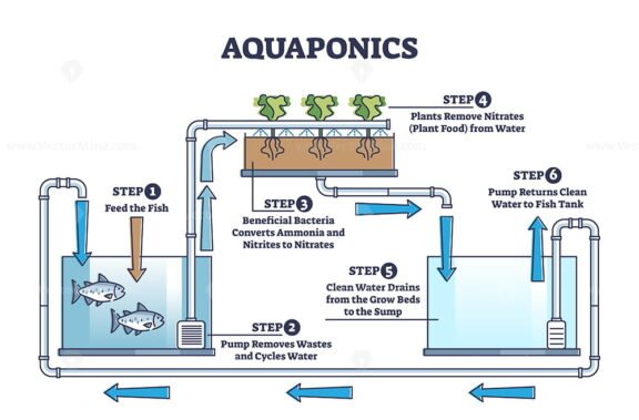 Aquaponics outline