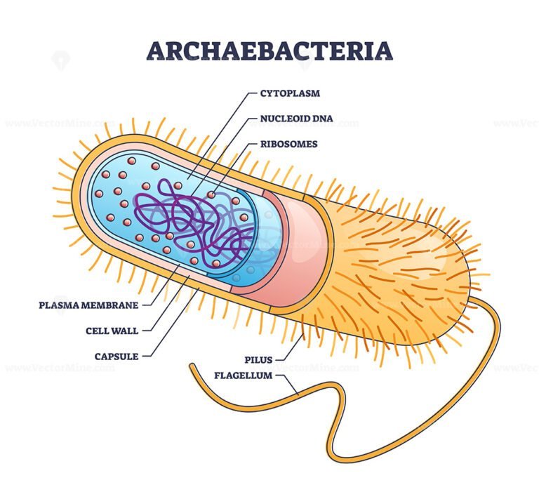 Archaebacteria inner and outer anatomical bacteria structure outline ...