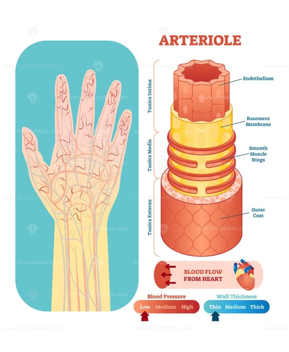 Arteriole