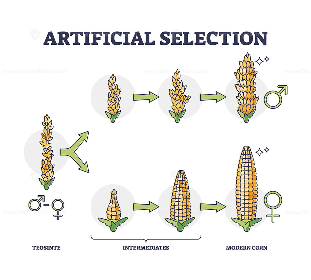 Artificial Selection With Selective Breeding For Vegetables Outline 