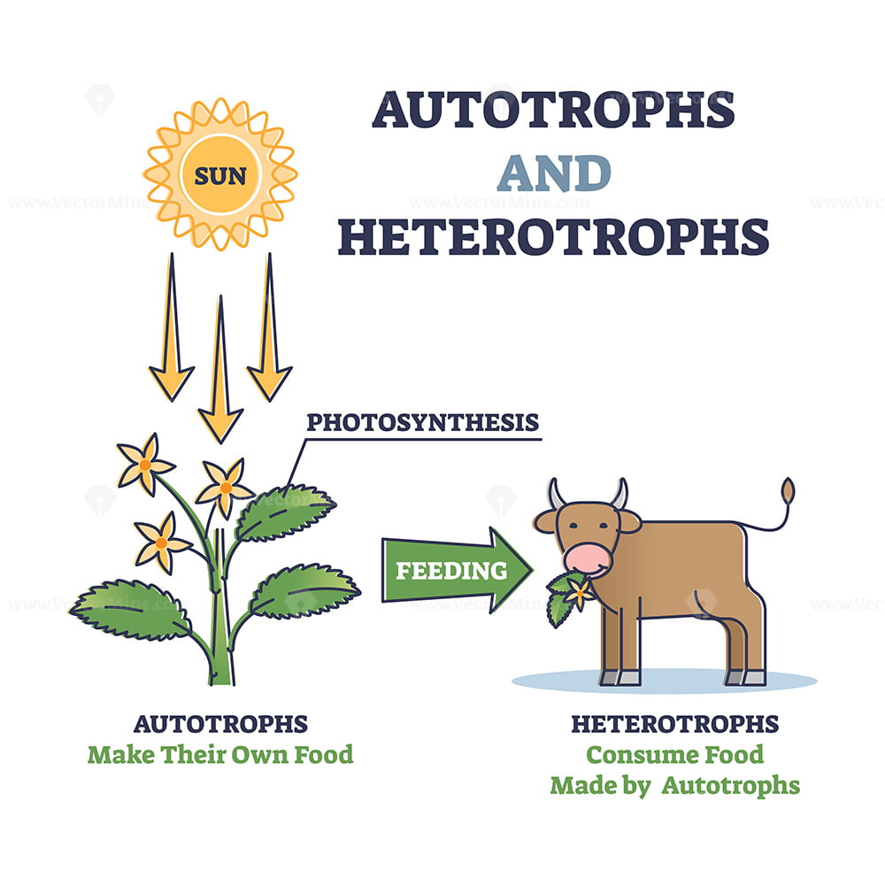 Autotrophs And Heterotrophs As Nature Energy Source Division Outline 