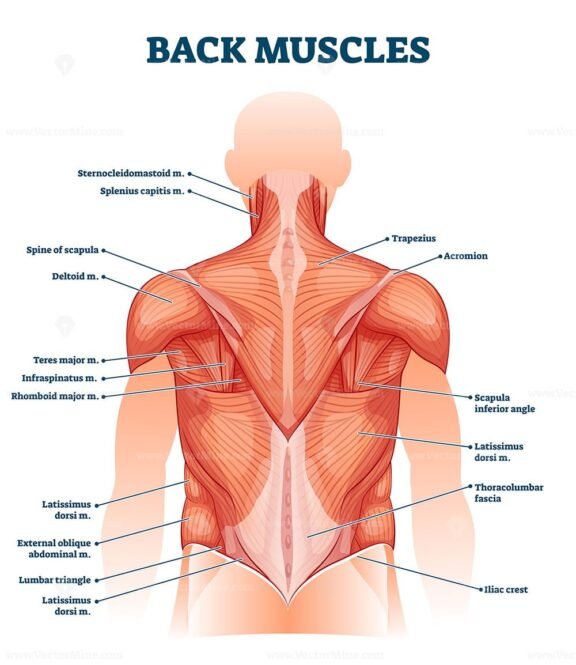 Back Muscles