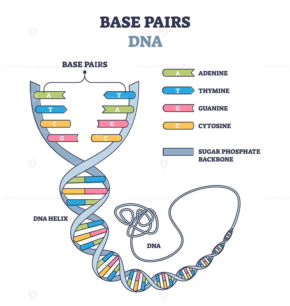 Base Pairs Of The Dna Molecule Chains Vector Illustration Outline Diagram Vectormine 3174