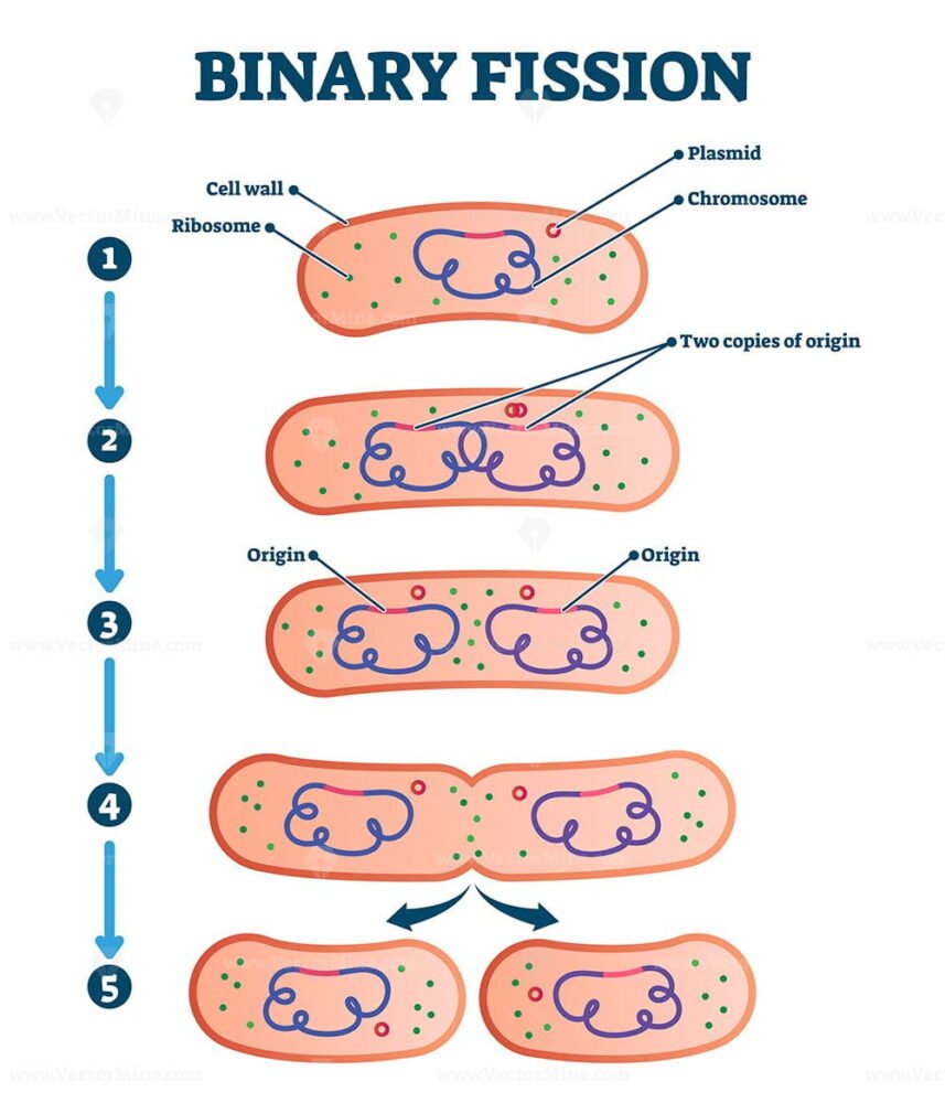 Binary fission process, vector illustration diagram VectorMine