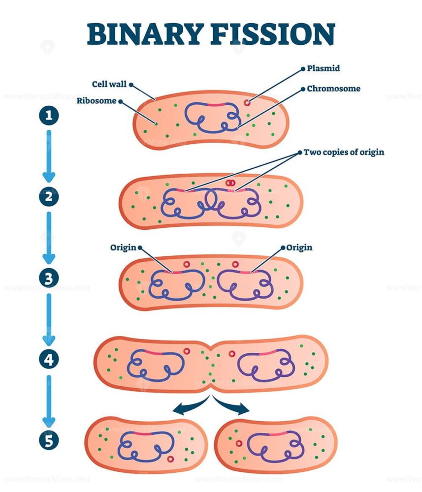 Binary Fission Process Vector Illustration Diagram VectorMine