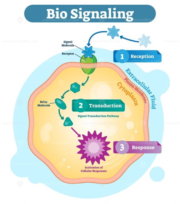 Bio Signaling