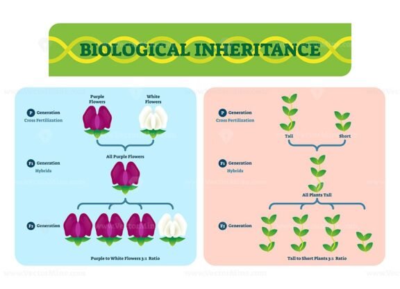 Biological Inheritance Plants