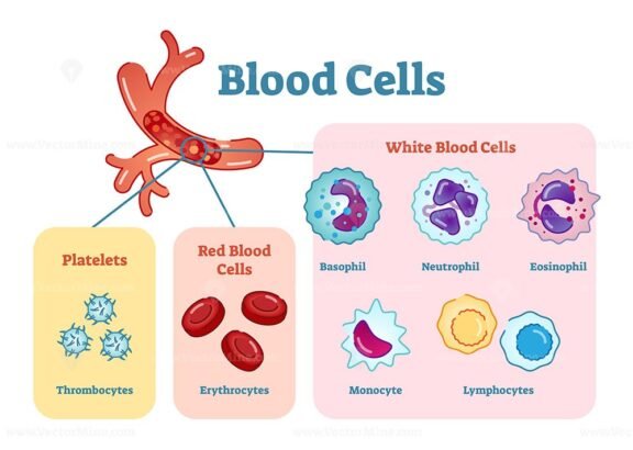 Blood Cells