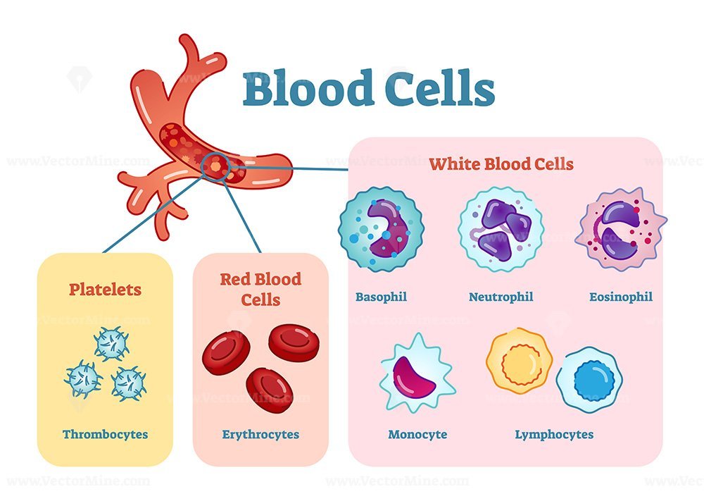 Blood cells flat vector illustration diagram VectorMine