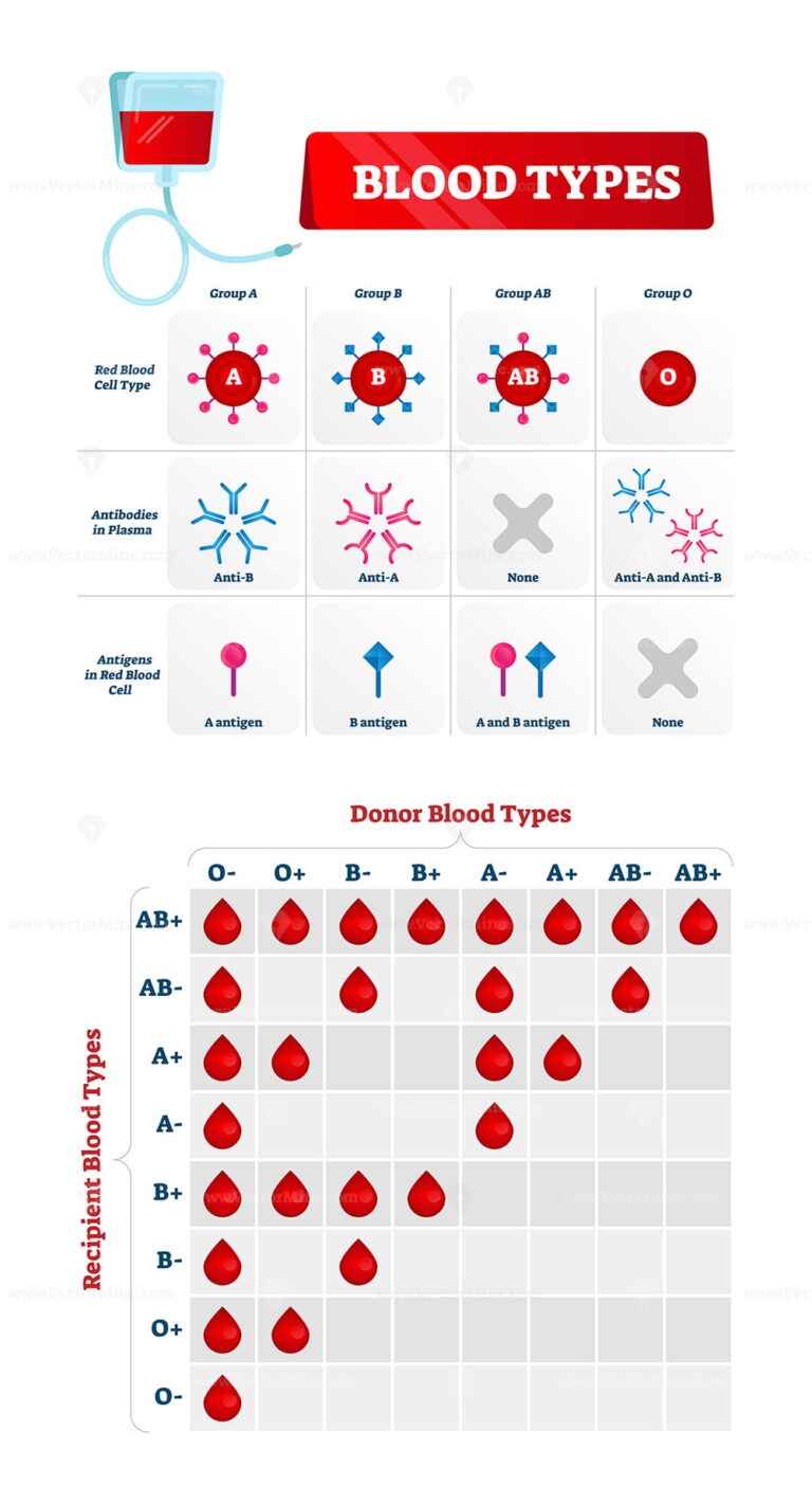 Blood Group Types Vector Illustration - VectorMine