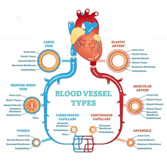 Blood Vessel Types