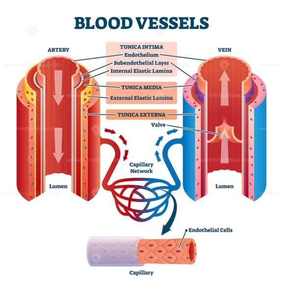 Blood vessels with artery and vein internal structure vector ...