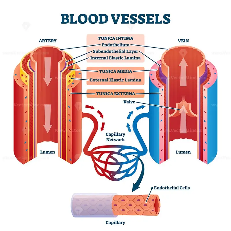 Blood vessels with artery and vein internal structure vector