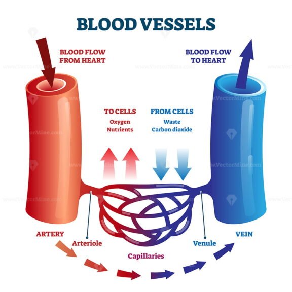 Blood vessels scheme with heart and cells flow direction vector