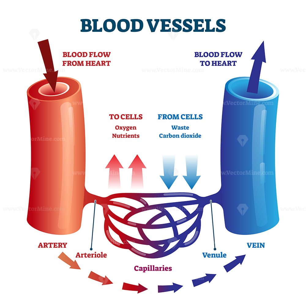 Blood Vessels Scheme With Heart And Cells Flow Direction Vector ...