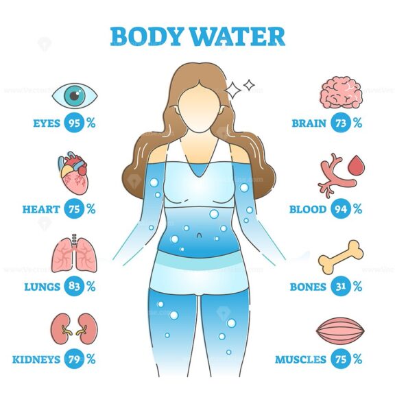 Body water as anatomical human organ fluid balance and usage outline diagram