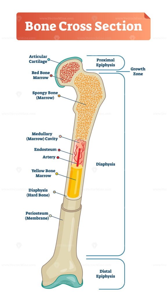 Bone Cross Section