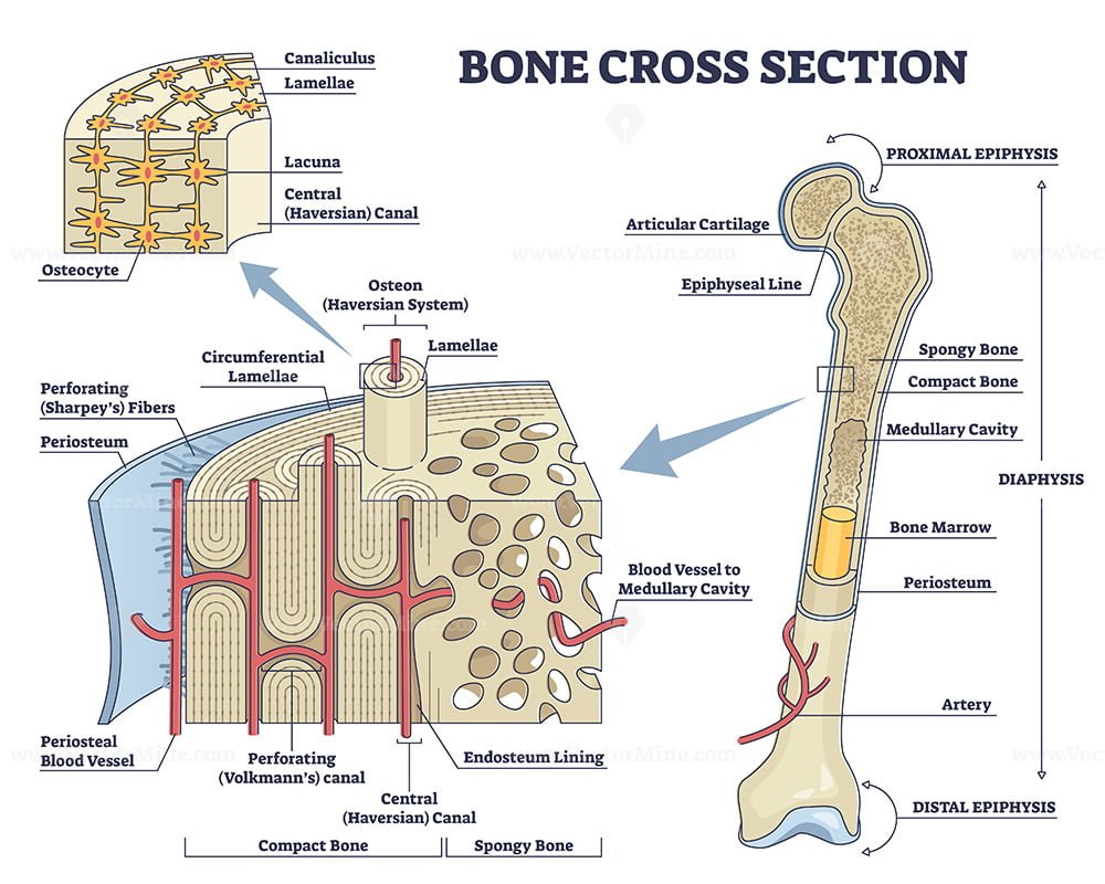 Osteon or haversian system with compact bone structure outline diagram
