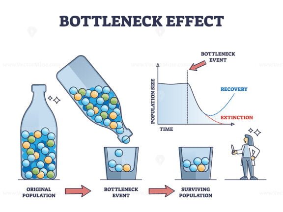 Bottleneck Effect outline diagram