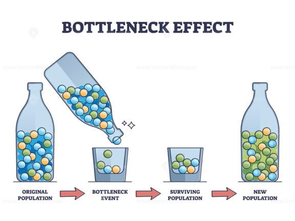 Bottleneck Effect outline diagram 2