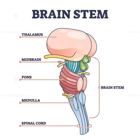 Brain stem parts anatomical model in educational labeled outline diagram