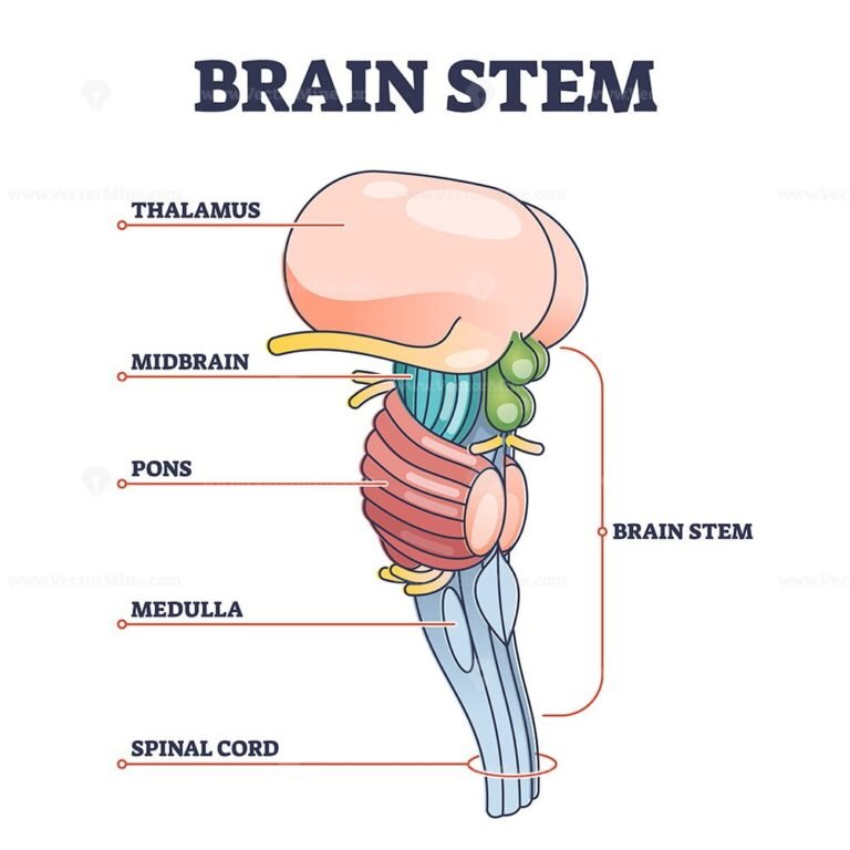 brain stem parts