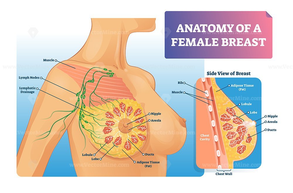 Woman Breasts Anatomy. Highly Detailed Close Up Cross Section View Of  Healthy Female Bust With Important Labeled Components. Aid Banner For Basic  Medical L Education. Vector Realistic Illustration Royalty Free SVG,  Cliparts