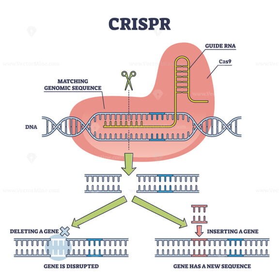 CRISPR outline diagram