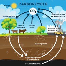 Carbon cycle vector illustration – VectorMine
