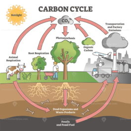 Carbon cycle with CO2 dioxide gas exchange process scheme outline ...