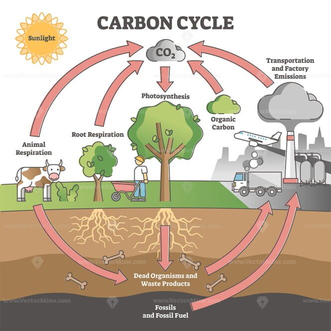 carbon-cycle-with-co2-dioxide-gas-exchange-process-scheme-outline
