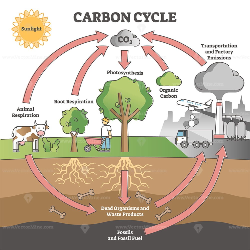 carbon-cycle-with-co2-dioxide-gas-exchange-process-scheme-outline-diagram-vectormine