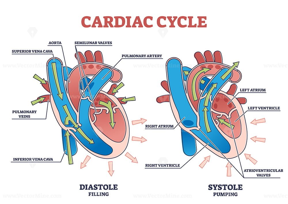 Cardiac cycle with heart diastole and systole process labeled outline ...
