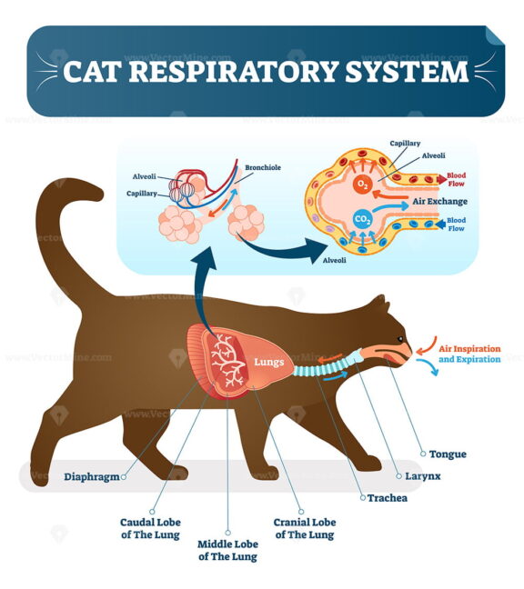 Cat respiratory system, vet anatomy vector illustration poster with lungs and capillary diagram scheme