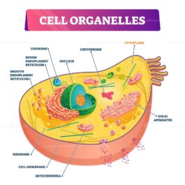 Cell organelles biological anatomy vector illustration diagram – VectorMine