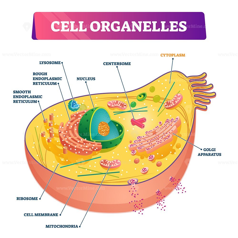 Рисунок лизосом клетки