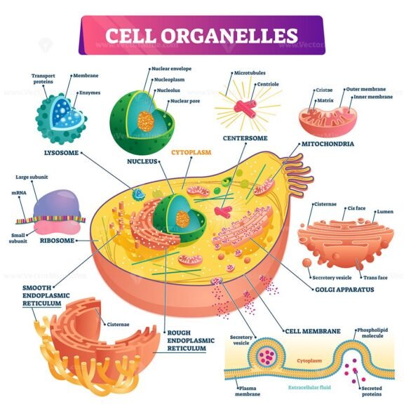 Cell Organelles 2