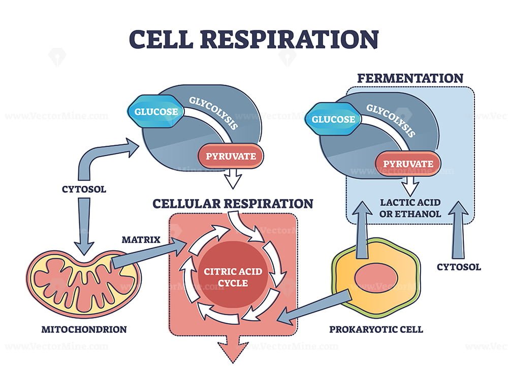 Cell respiration process explanation with biological stages outline