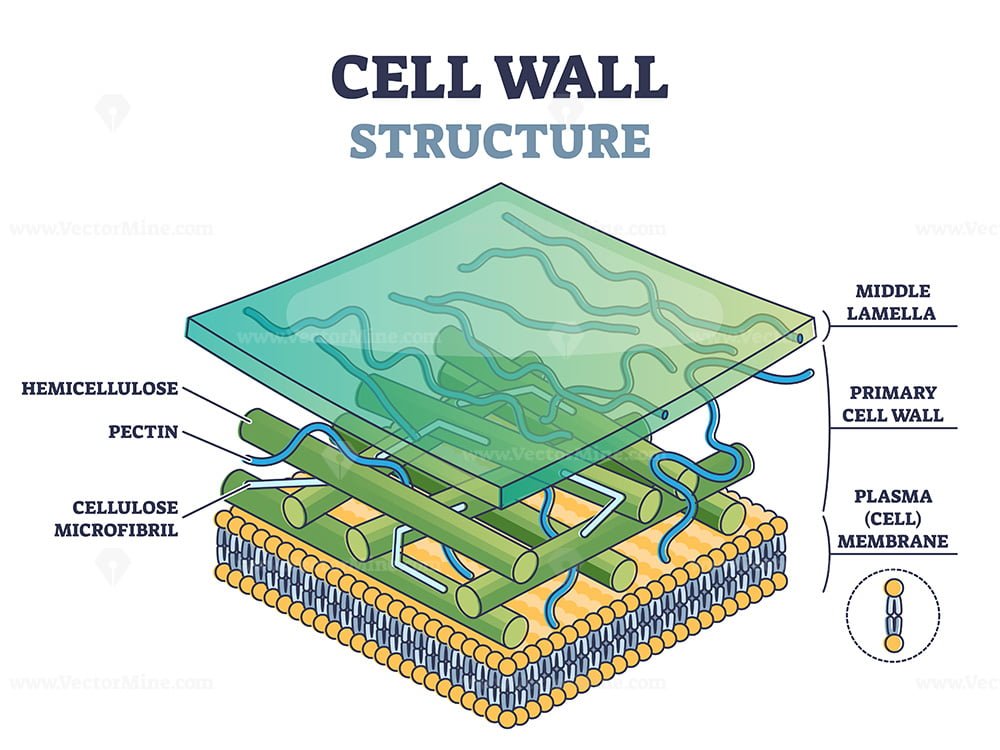 Cell wall structure with plant cellular parts description outline