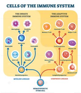 Immune system cells vector illustration - VectorMine