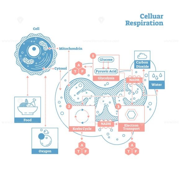 Celluar Respiration LineStyle