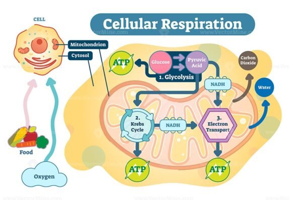 Cellular Respiration