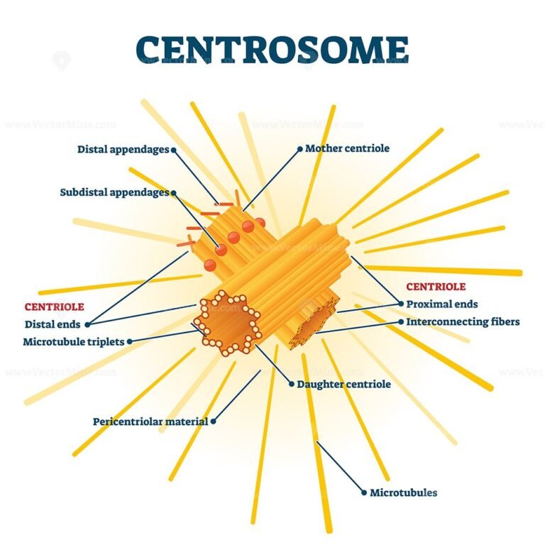 Centrosome Organelle Medical Vector Illustration Diagram - VectorMine