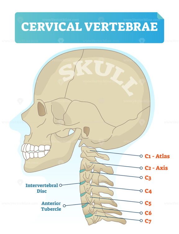 Cervical Vertebrae